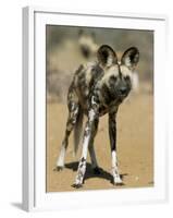 Wild Dog (Lycaon Pictus) in Captivity, Namibia, Africa-Steve & Ann Toon-Framed Photographic Print