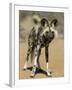 Wild Dog (Lycaon Pictus) in Captivity, Namibia, Africa-Steve & Ann Toon-Framed Photographic Print