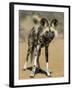 Wild Dog (Lycaon Pictus) in Captivity, Namibia, Africa-Steve & Ann Toon-Framed Photographic Print