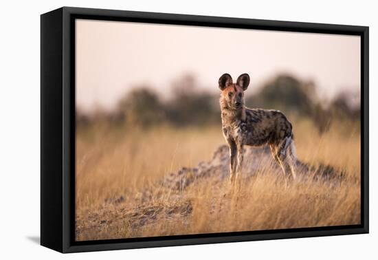 Wild Dog, Moremi Game Reserve, Botswana-Paul Souders-Framed Stretched Canvas