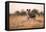 Wild Dog, Moremi Game Reserve, Botswana-Paul Souders-Framed Stretched Canvas