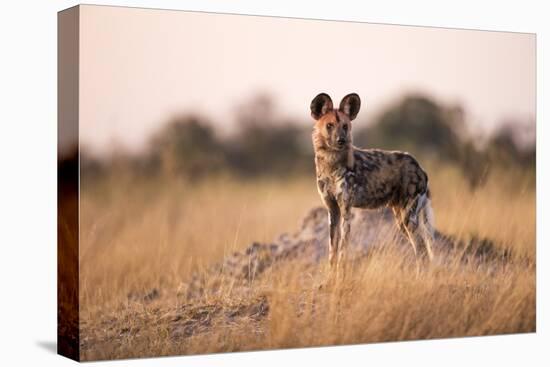 Wild Dog, Moremi Game Reserve, Botswana-Paul Souders-Stretched Canvas