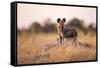 Wild Dog, Moremi Game Reserve, Botswana-Paul Souders-Framed Stretched Canvas