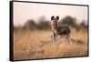 Wild Dog, Moremi Game Reserve, Botswana-Paul Souders-Framed Stretched Canvas