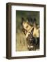 Wild Dog, Moremi Game Reserve, Botswana-Paul Souders-Framed Photographic Print