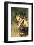 Wild Dog, Moremi Game Reserve, Botswana-Paul Souders-Framed Photographic Print