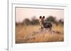 Wild Dog, Moremi Game Reserve, Botswana-Paul Souders-Framed Photographic Print