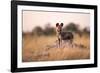 Wild Dog, Moremi Game Reserve, Botswana-Paul Souders-Framed Photographic Print