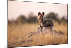 Wild Dog, Moremi Game Reserve, Botswana-Paul Souders-Mounted Photographic Print