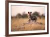 Wild Dog, Moremi Game Reserve, Botswana-Paul Souders-Framed Photographic Print