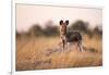 Wild Dog, Moremi Game Reserve, Botswana-Paul Souders-Framed Photographic Print