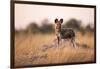 Wild Dog, Moremi Game Reserve, Botswana-Paul Souders-Framed Photographic Print