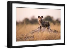 Wild Dog, Moremi Game Reserve, Botswana-Paul Souders-Framed Photographic Print