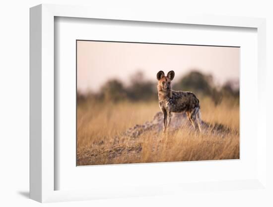 Wild Dog, Moremi Game Reserve, Botswana-Paul Souders-Framed Photographic Print