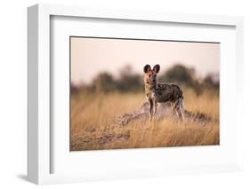 Wild Dog, Moremi Game Reserve, Botswana-Paul Souders-Framed Photographic Print