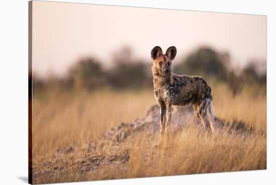 Wild Dog, Moremi Game Reserve, Botswana-Paul Souders-Stretched Canvas