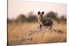 Wild Dog, Moremi Game Reserve, Botswana-Paul Souders-Stretched Canvas