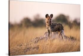 Wild Dog, Moremi Game Reserve, Botswana-Paul Souders-Stretched Canvas