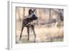 Wild dog, Okavango Delta, Botswana, Africa-Karen Deakin-Framed Photographic Print