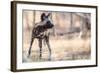 Wild dog, Okavango Delta, Botswana, Africa-Karen Deakin-Framed Photographic Print