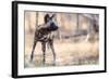 Wild dog, Okavango Delta, Botswana, Africa-Karen Deakin-Framed Photographic Print