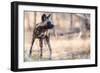 Wild dog, Okavango Delta, Botswana, Africa-Karen Deakin-Framed Photographic Print