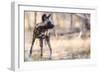 Wild dog, Okavango Delta, Botswana, Africa-Karen Deakin-Framed Photographic Print