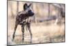 Wild dog, Okavango Delta, Botswana, Africa-Karen Deakin-Mounted Photographic Print