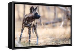 Wild dog, Okavango Delta, Botswana, Africa-Karen Deakin-Framed Stretched Canvas