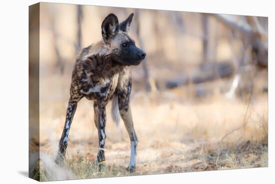 Wild dog, Okavango Delta, Botswana, Africa-Karen Deakin-Stretched Canvas