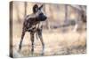 Wild dog, Okavango Delta, Botswana, Africa-Karen Deakin-Stretched Canvas