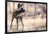 Wild dog, Okavango Delta, Botswana, Africa-Karen Deakin-Framed Photographic Print