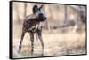 Wild dog, Okavango Delta, Botswana, Africa-Karen Deakin-Framed Stretched Canvas