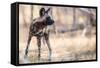 Wild dog, Okavango Delta, Botswana, Africa-Karen Deakin-Framed Stretched Canvas