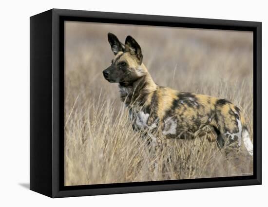 Wild Dog (Painted Hunting Dog) (Lycaon Pictus), South Africa, Africa-Steve & Ann Toon-Framed Stretched Canvas