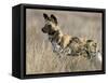 Wild Dog (Painted Hunting Dog) (Lycaon Pictus), South Africa, Africa-Steve & Ann Toon-Framed Stretched Canvas