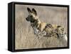 Wild Dog (Painted Hunting Dog) (Lycaon Pictus), South Africa, Africa-Steve & Ann Toon-Framed Stretched Canvas