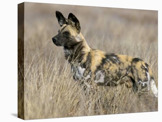 Wild Dog (Painted Hunting Dog) (Lycaon Pictus), South Africa, Africa-Steve & Ann Toon-Stretched Canvas