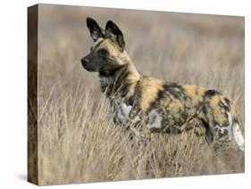 Wild Dog (Painted Hunting Dog) (Lycaon Pictus), South Africa, Africa-Steve & Ann Toon-Stretched Canvas