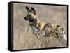 Wild Dog (Painted Hunting Dog) (Lycaon Pictus), South Africa, Africa-Steve & Ann Toon-Framed Stretched Canvas