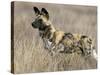 Wild Dog (Painted Hunting Dog) (Lycaon Pictus), South Africa, Africa-Steve & Ann Toon-Stretched Canvas