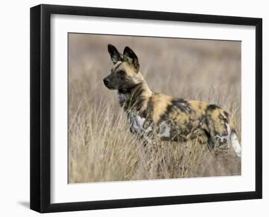 Wild Dog (Painted Hunting Dog) (Lycaon Pictus), South Africa, Africa-Steve & Ann Toon-Framed Premium Photographic Print