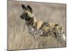 Wild Dog (Painted Hunting Dog) (Lycaon Pictus), South Africa, Africa-Steve & Ann Toon-Mounted Premium Photographic Print