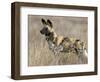 Wild Dog (Painted Hunting Dog) (Lycaon Pictus), South Africa, Africa-Steve & Ann Toon-Framed Photographic Print