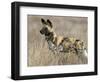 Wild Dog (Painted Hunting Dog) (Lycaon Pictus), South Africa, Africa-Steve & Ann Toon-Framed Photographic Print