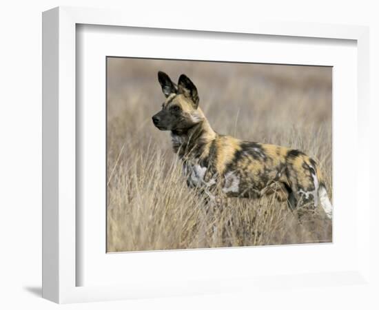 Wild Dog (Painted Hunting Dog) (Lycaon Pictus), South Africa, Africa-Steve & Ann Toon-Framed Photographic Print