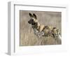 Wild Dog (Painted Hunting Dog) (Lycaon Pictus), South Africa, Africa-Steve & Ann Toon-Framed Photographic Print