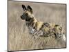 Wild Dog (Painted Hunting Dog) (Lycaon Pictus), South Africa, Africa-Steve & Ann Toon-Mounted Photographic Print