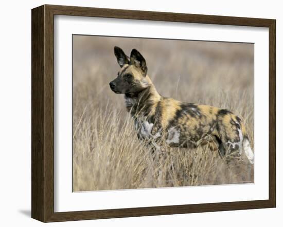 Wild Dog (Painted Hunting Dog) (Lycaon Pictus), South Africa, Africa-Steve & Ann Toon-Framed Photographic Print