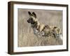 Wild Dog (Painted Hunting Dog) (Lycaon Pictus), South Africa, Africa-Steve & Ann Toon-Framed Photographic Print